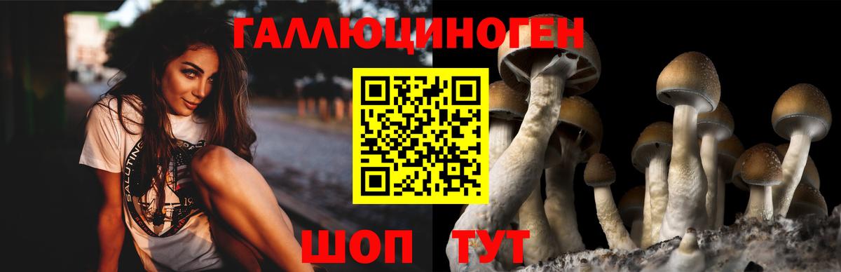 Галлюциногенные грибы Psilocybe  Вход с VPN  Сибай 